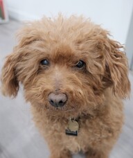 Book an Appointment with Mr. Stanford Hugo Chang-Chow for Spirituality